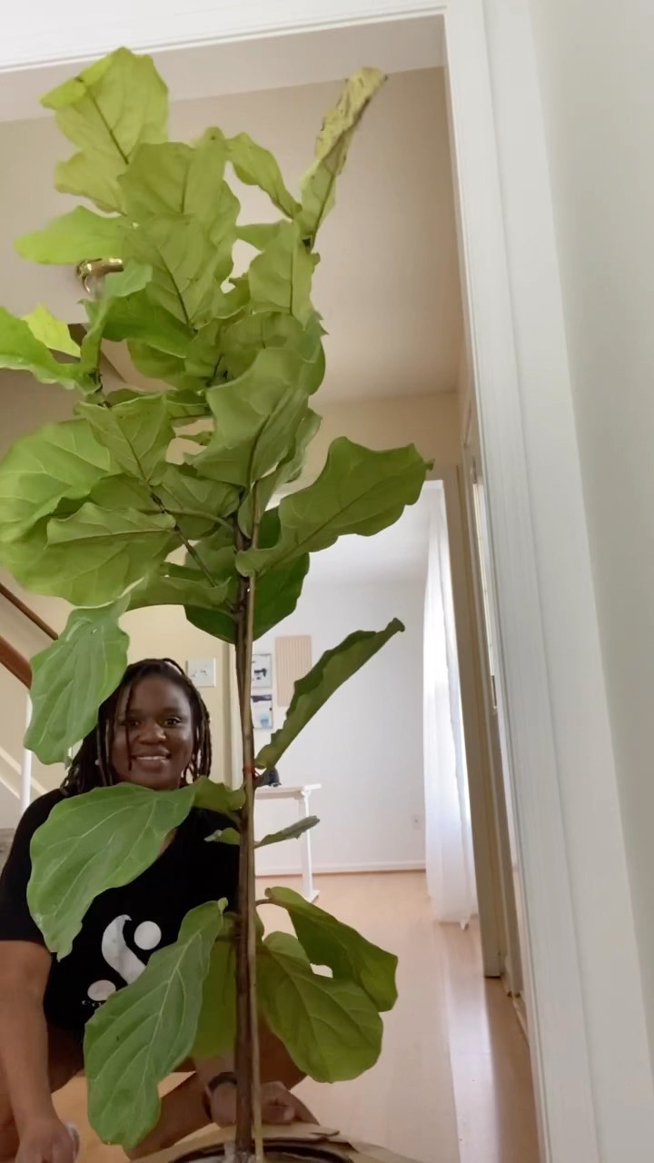 First live plant ever, so of course I had to buy the biggest thing I could find. My shopping experience was everything and more. Thank you @easyplant #firsttimeplantowner #fiddleleaffigtree#fiddleleaffig #indoorplants #realplants #easyplant